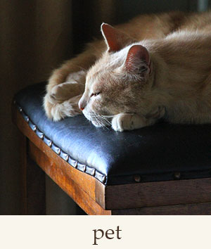 Pet Photography